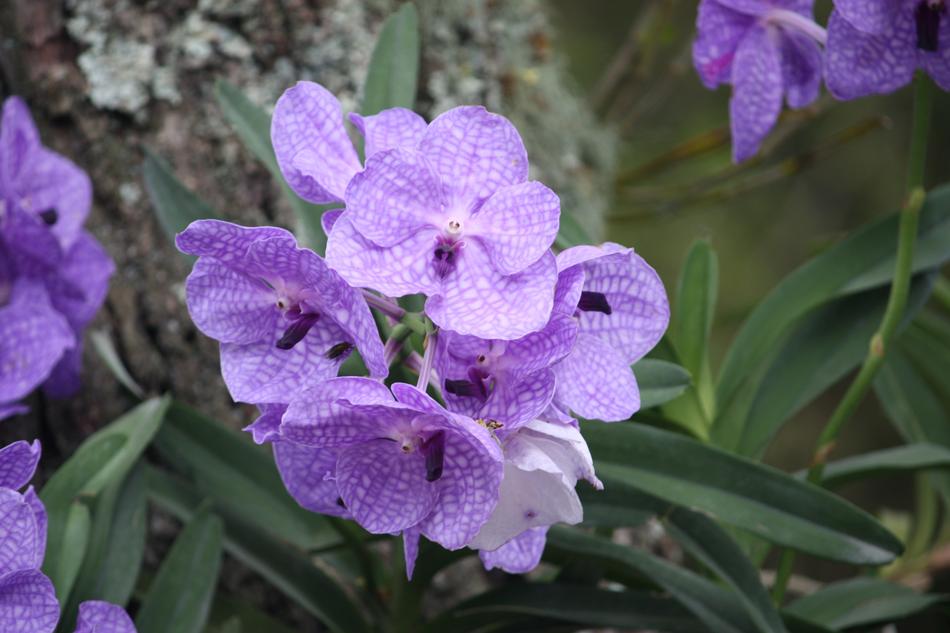 Nature Flora Flower