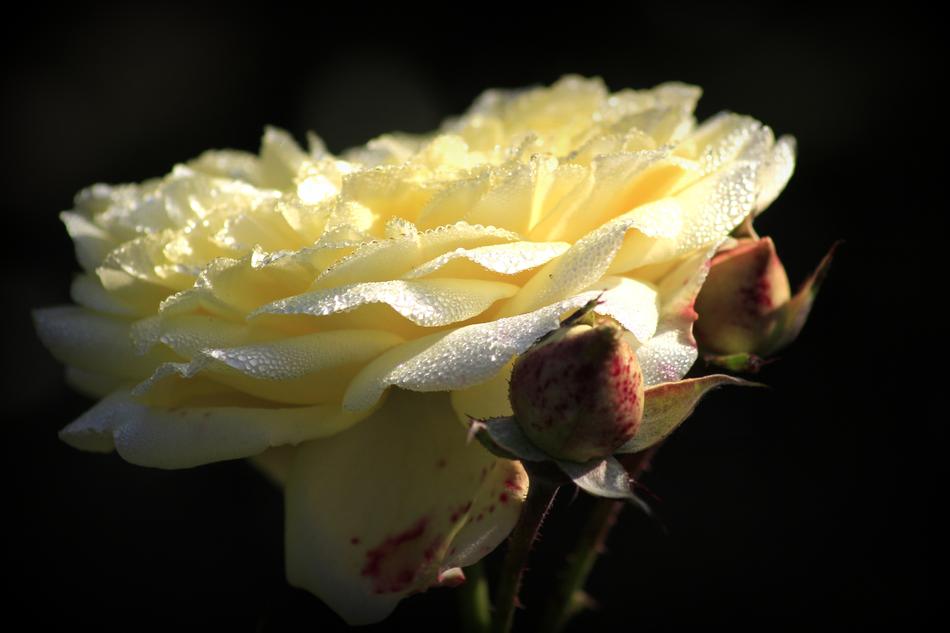 Rose Flower Love