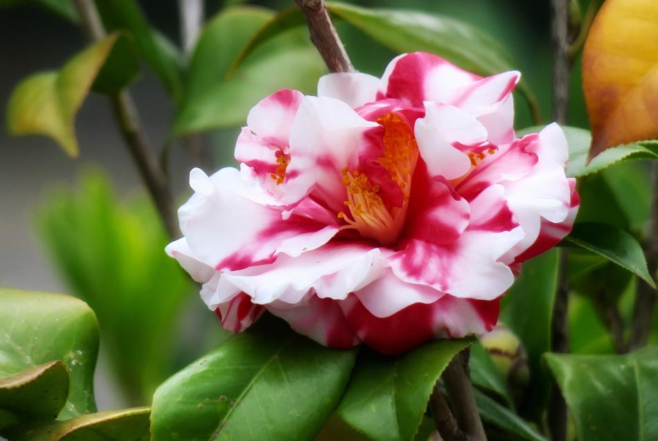 Plant Flower Nature
