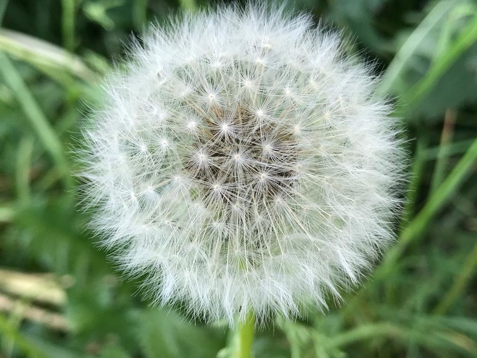 Dandelion Nature Close Up