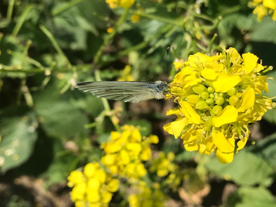 Butterfly Nature Insect Close