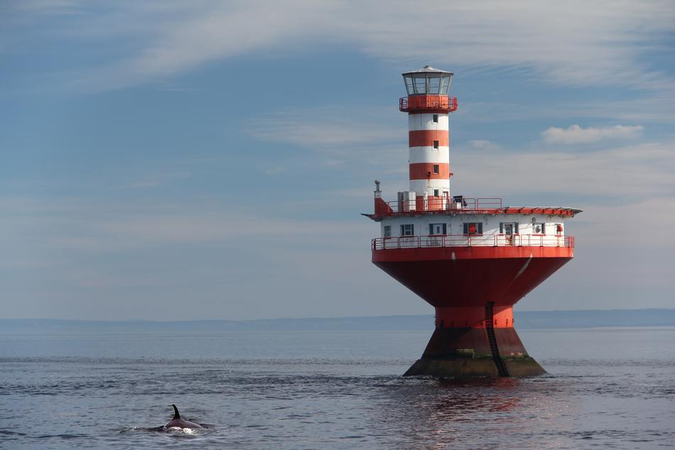 Whales From The Lighthouse In