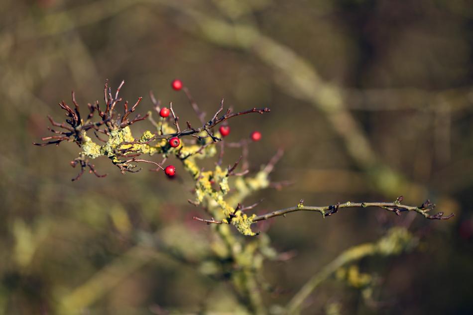 the green branch with the red berries is beautiful.