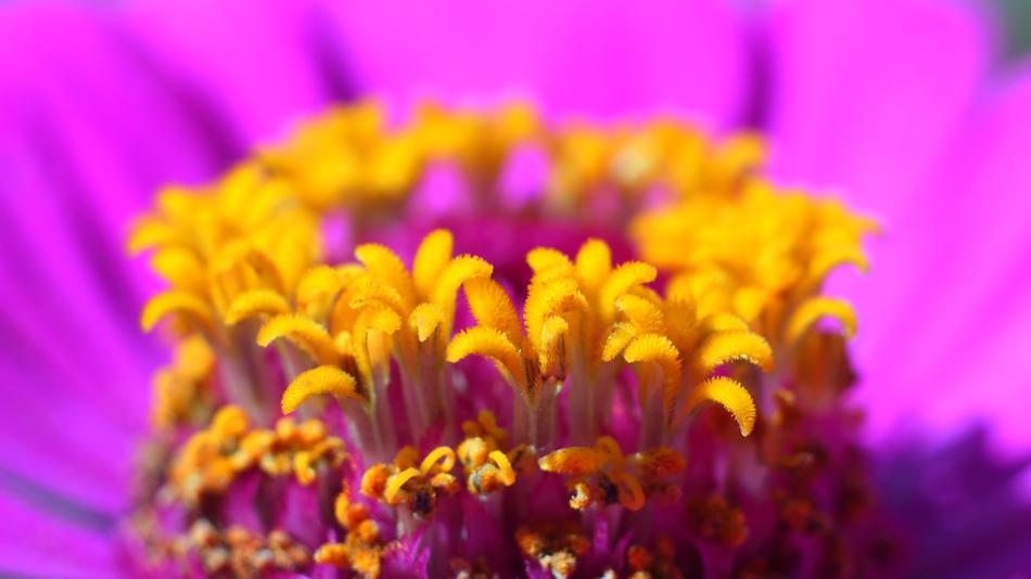 Flower Nature
