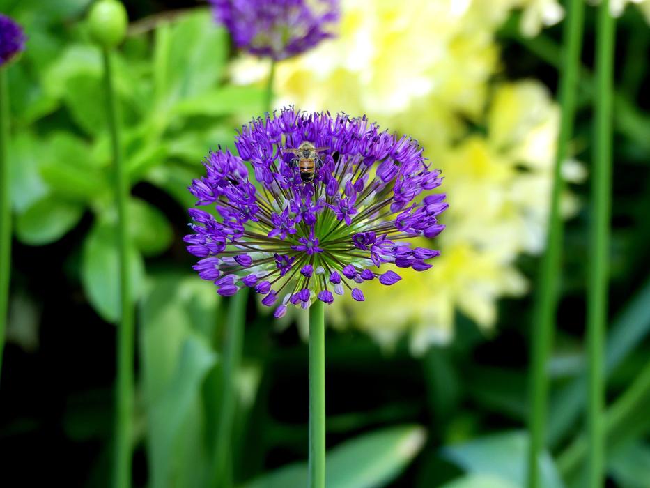 Spring Flower Purple Violet