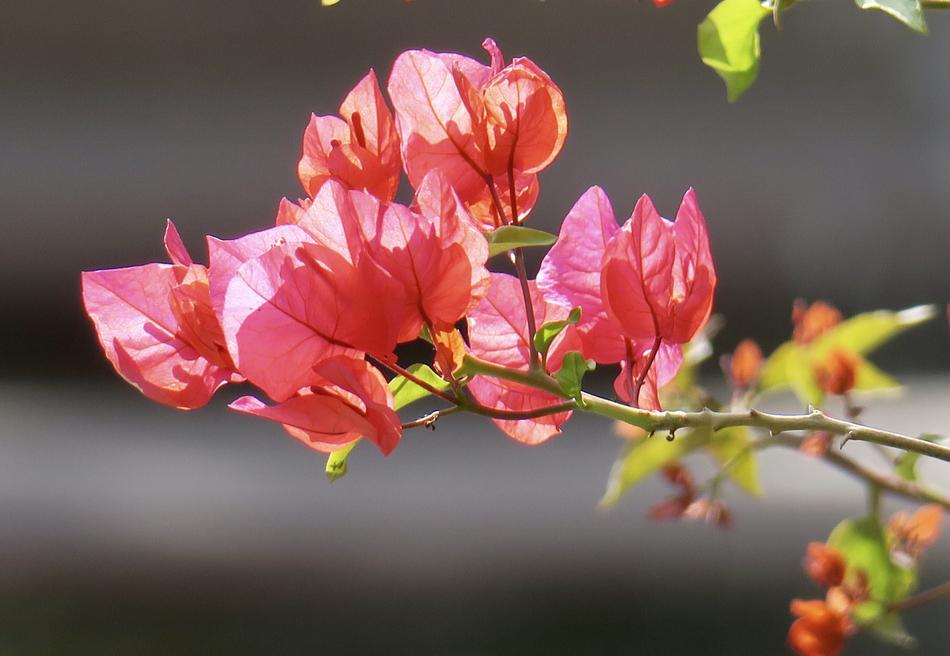 Nature Plant Flower