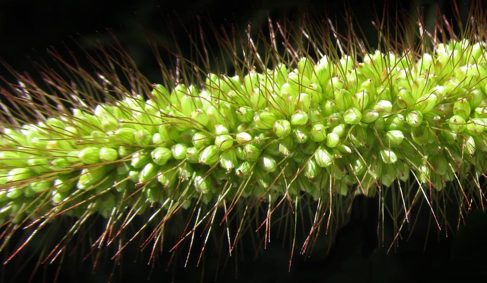 Flora Nature Seed