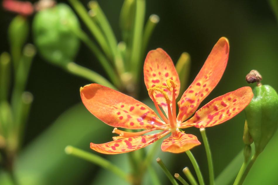 Shegan Flower Plant Wild