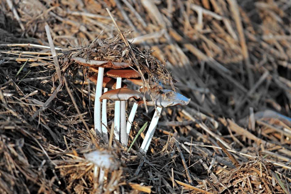 Mushrooms Crap Dung
