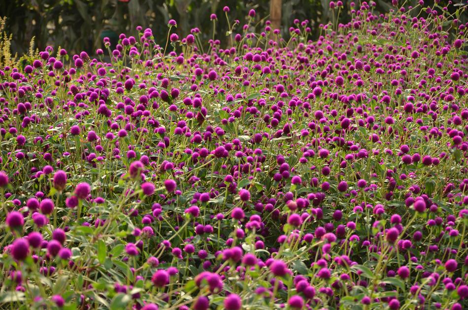 Gomphrena Flower Violet