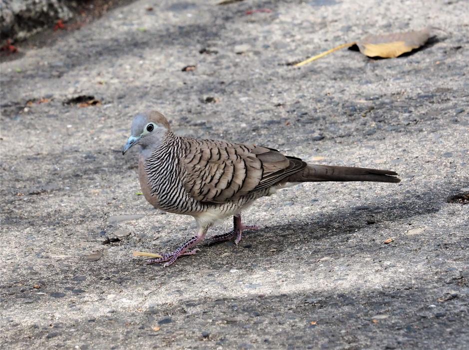 Nature Bird Wildlife