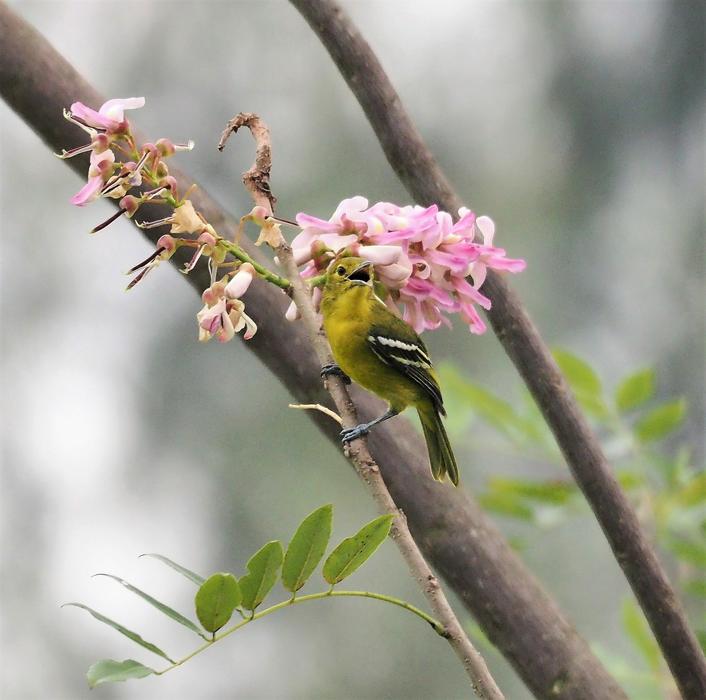 Tree Nature Branch