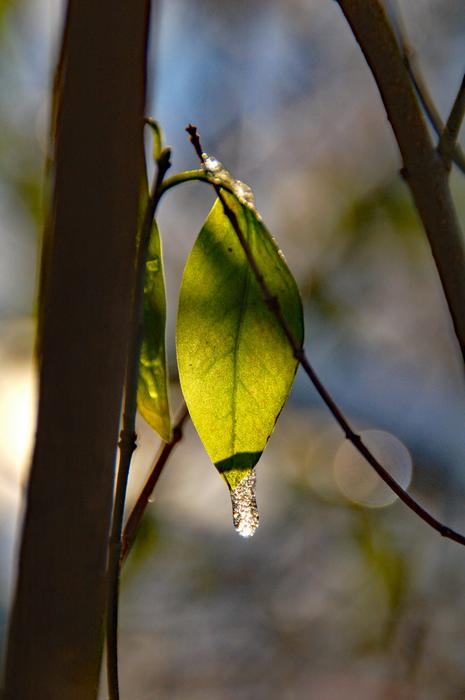 a lonely green leaf on a branch