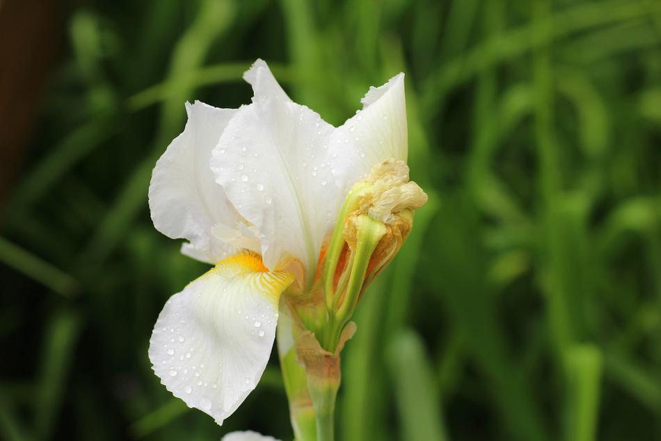 Iris Flower Spring White