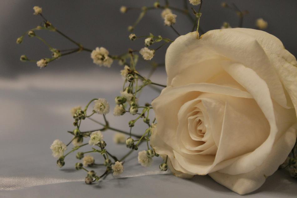 Flower Rose Petal