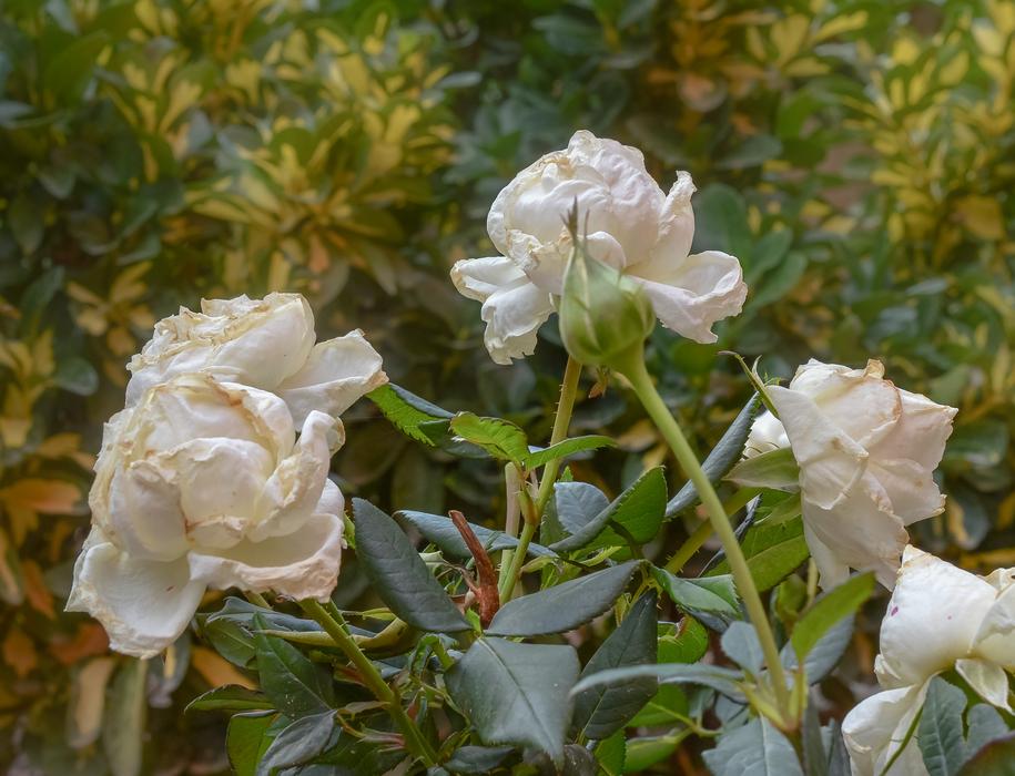 Flowers Nature Blossom