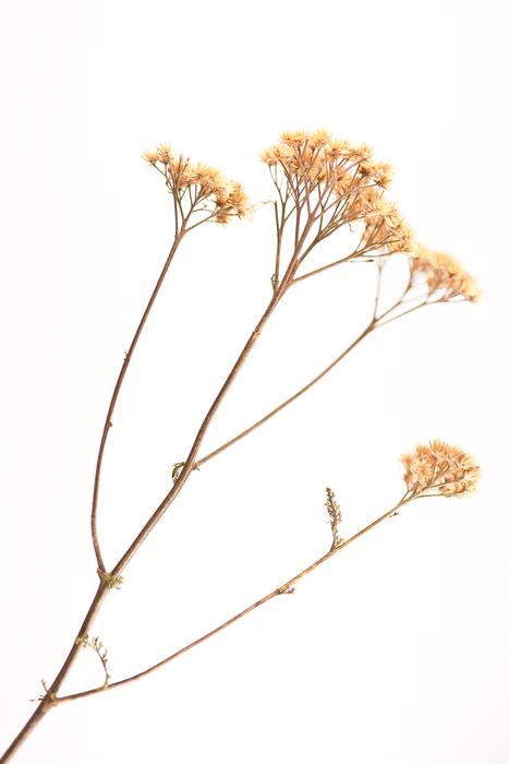 Flower Blade