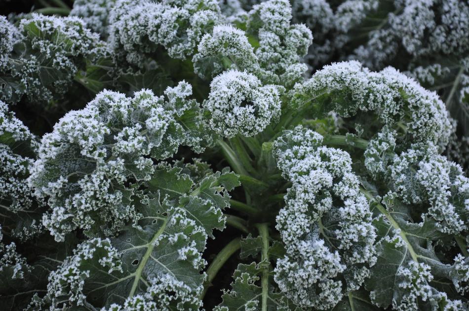 Winter Plant Garden
