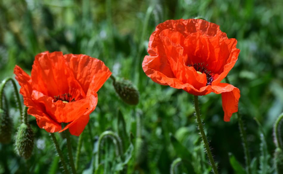 Poppy Flower