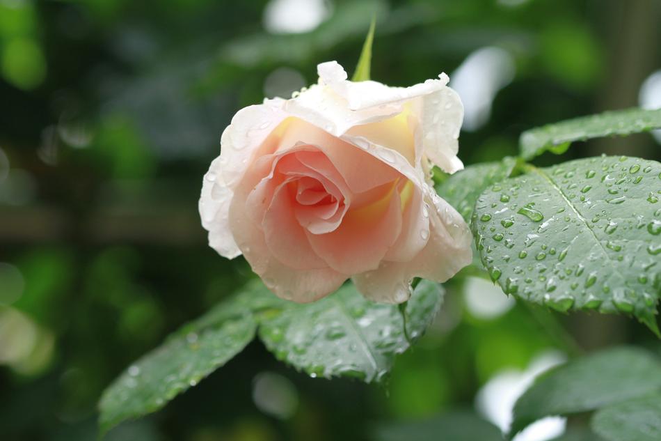 Flowers Leaf Nature