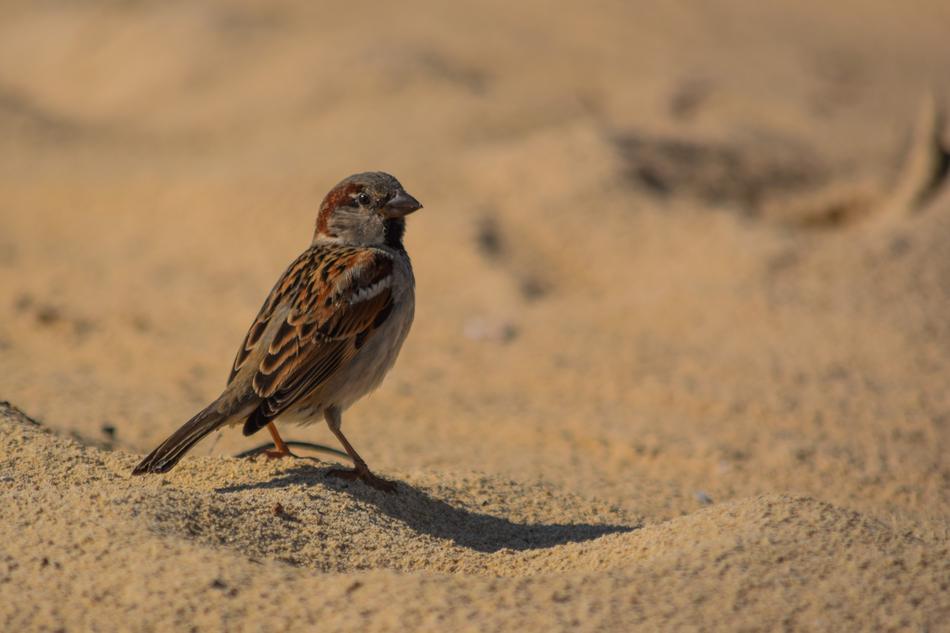 Sparrow Nature Wildlife