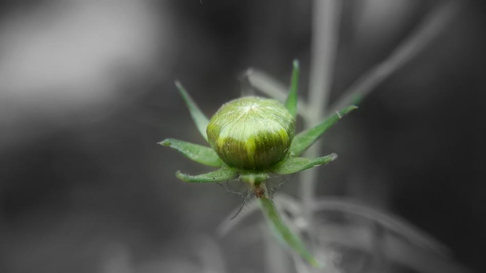 Nature Flower Garden