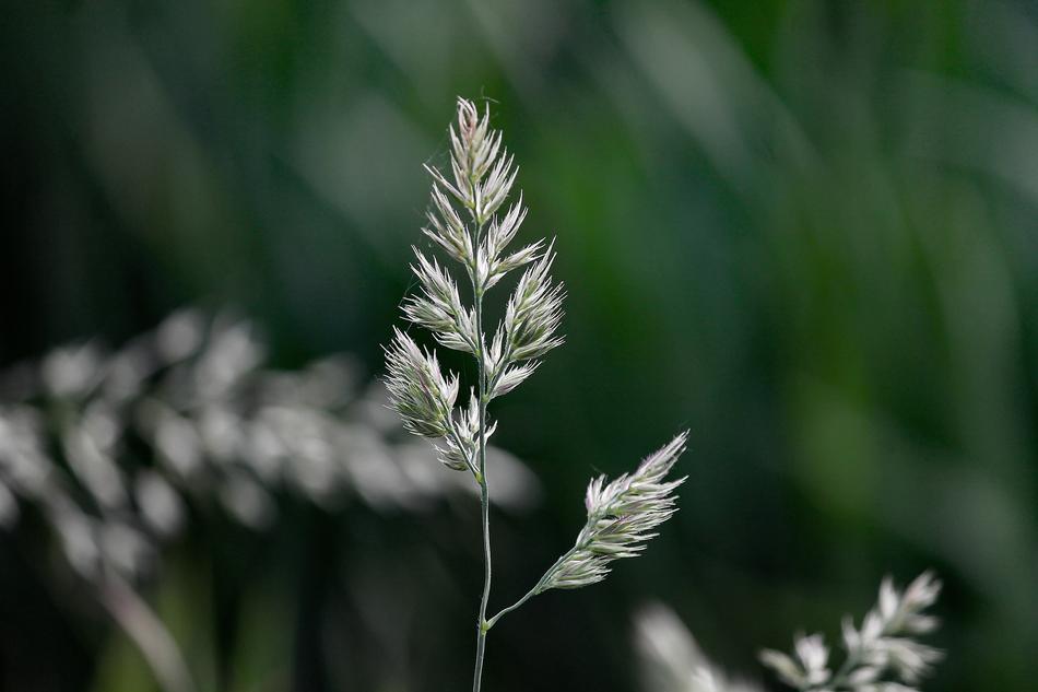 Blade Of Grass Nature