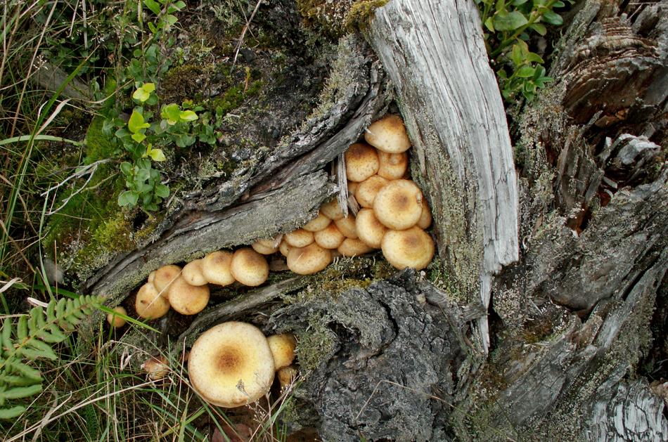 Mushrooms Forest Opienki