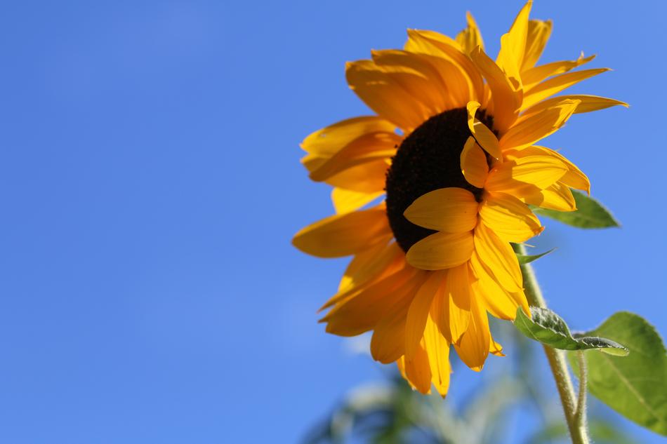 Nature Plant Summer