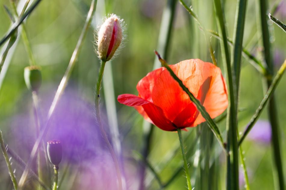 Nature Plant Summer