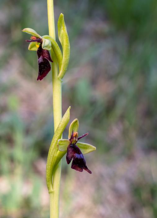 Fly Orchid Wildform