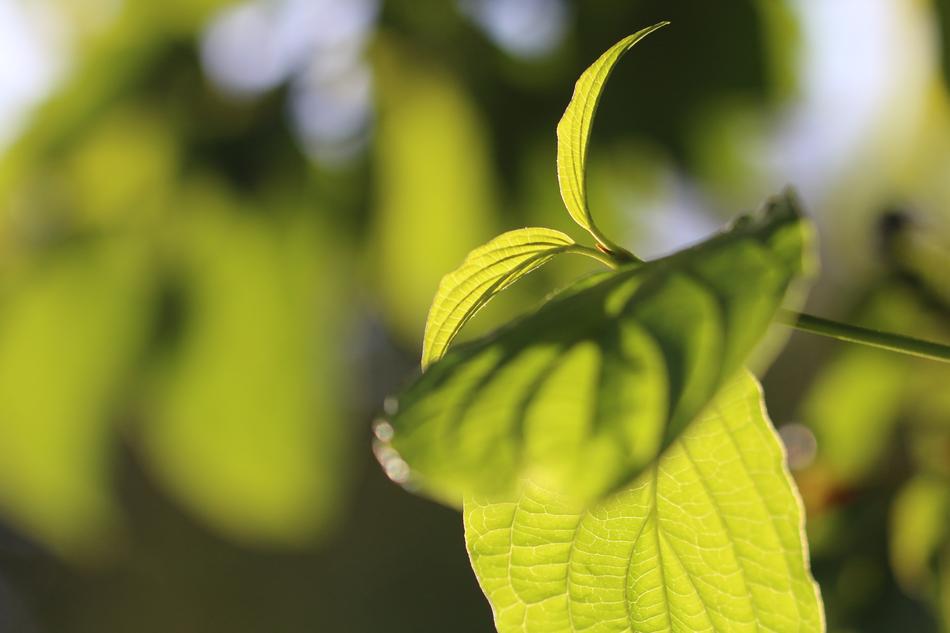 Leaf Nature Plant