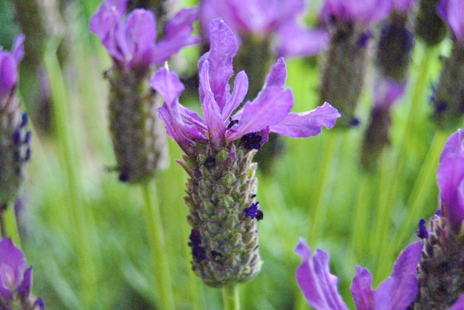 Flower Purple Macro