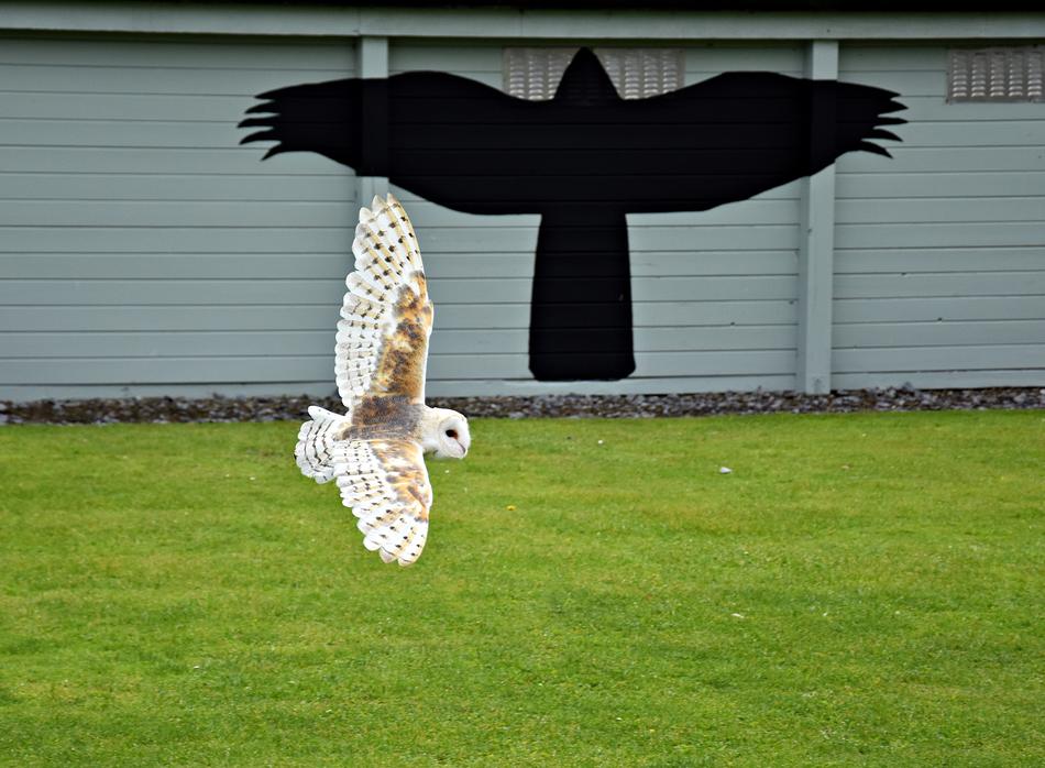 Owl Birds Of Prey Show Raptor