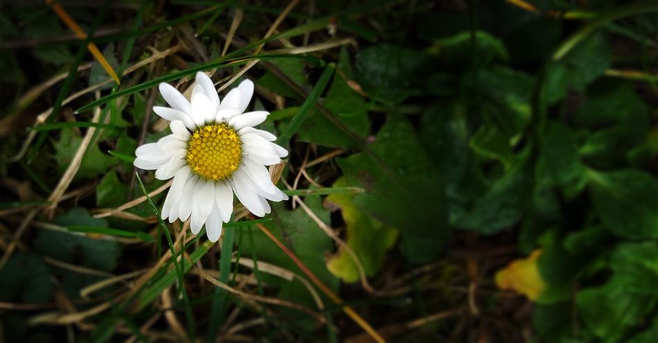Nature Plant Flower