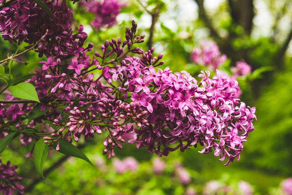 Lilac Purple Flower