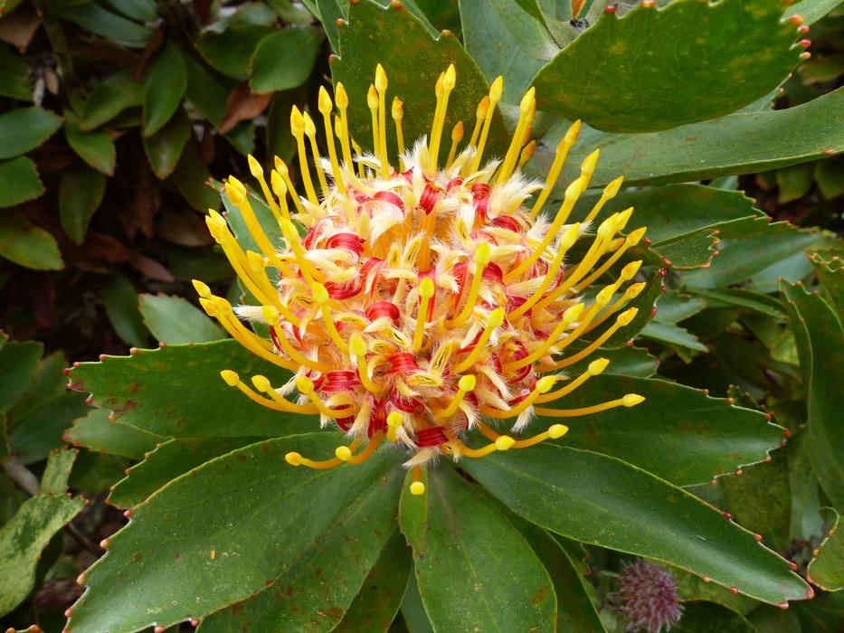 Nature Flora Flower
