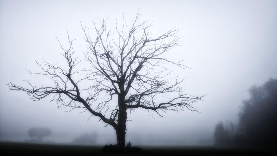 Tree Fog Grey