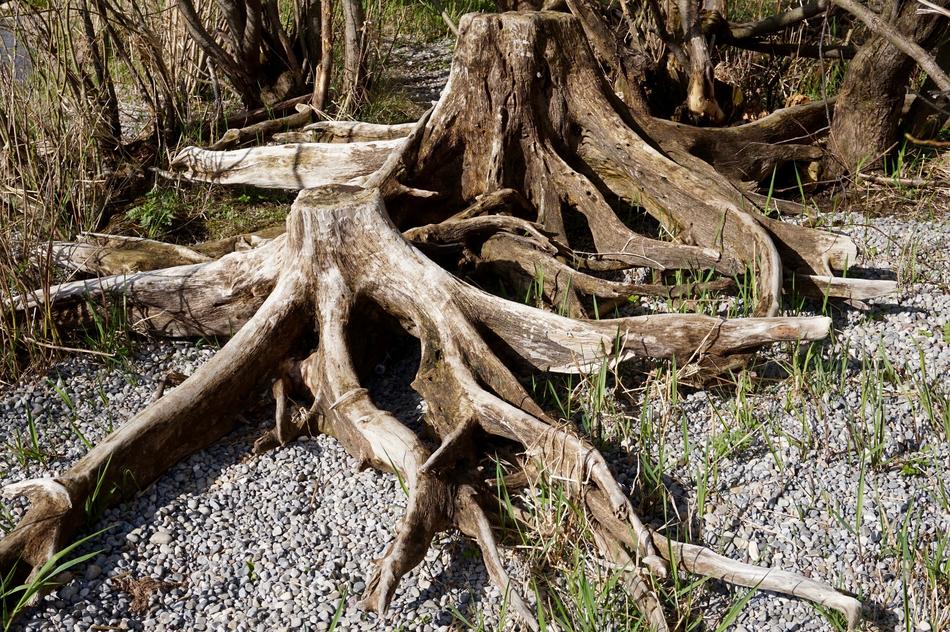 Tree Nature Wood