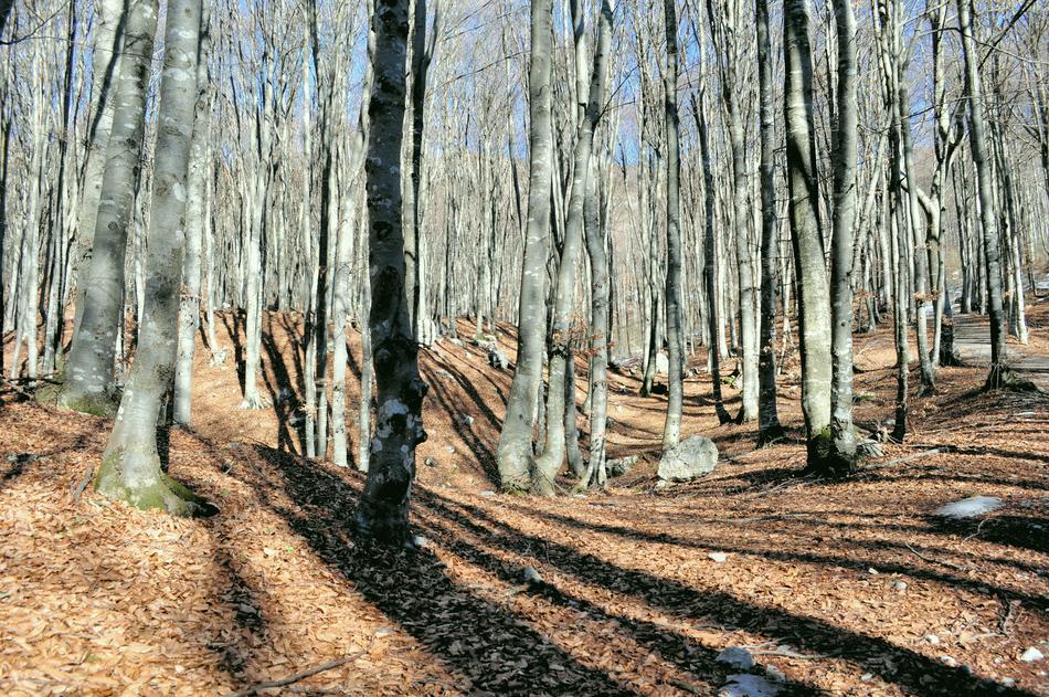 forest is a beautiful fall landscape