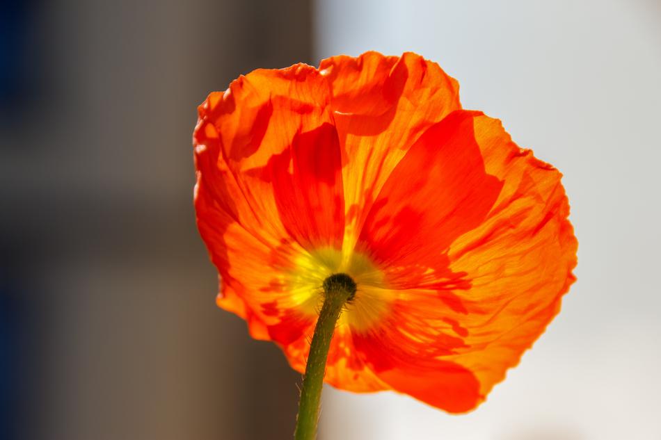 Klatschmohn Plant Nature