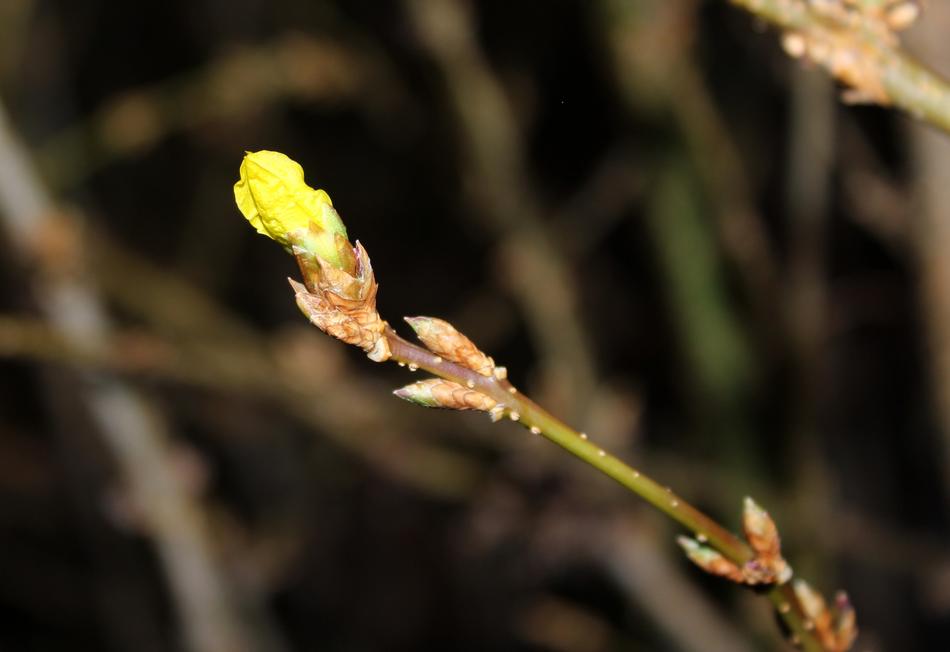 Forsythia The Buds Bush