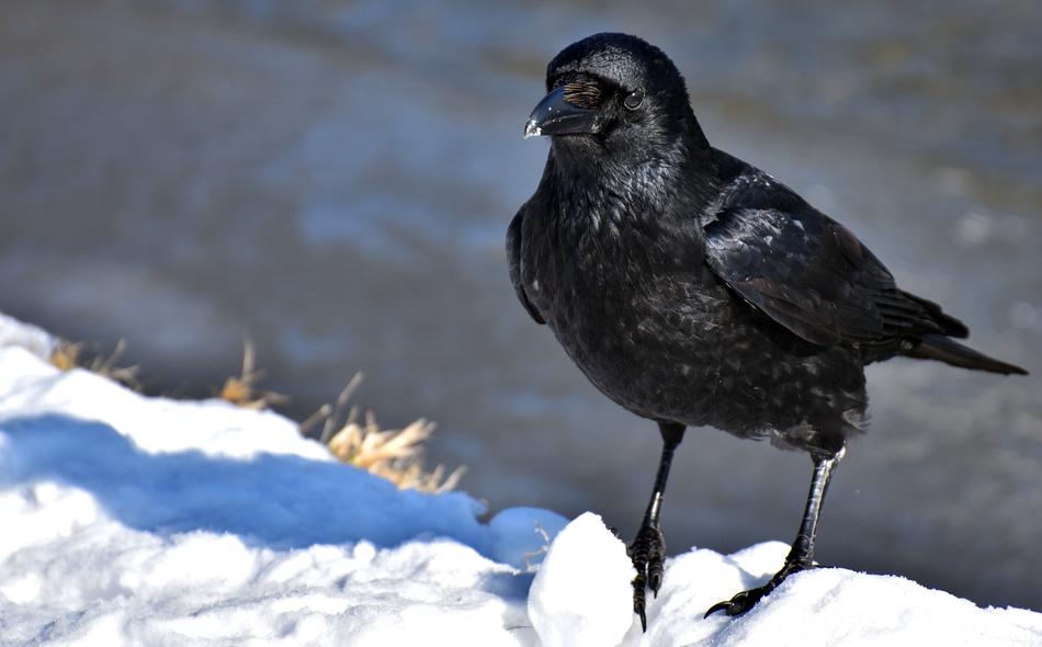 Crow Raven Bird Black