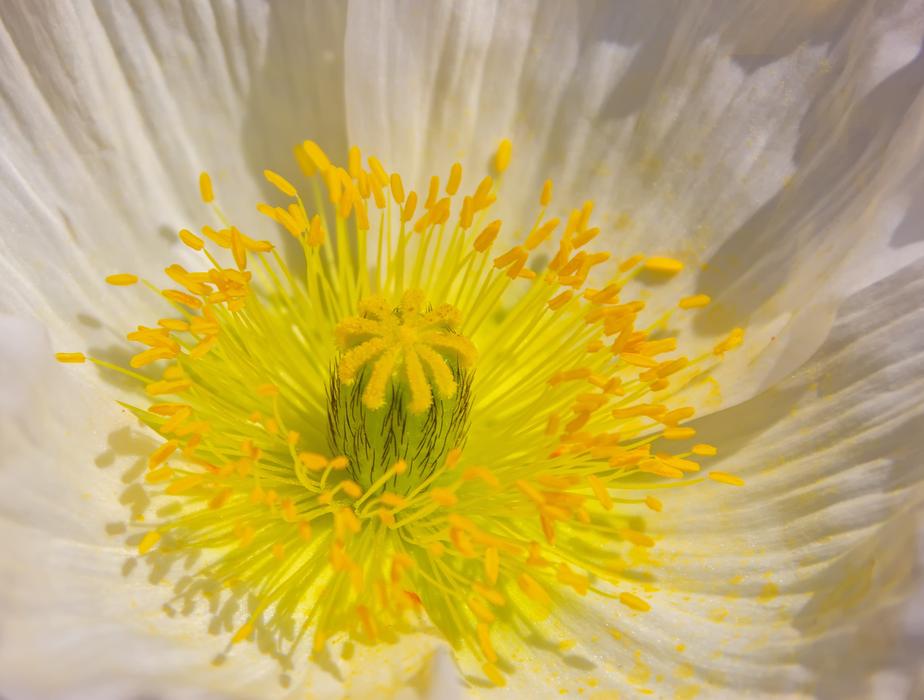 Klatschmohn Plant Nature