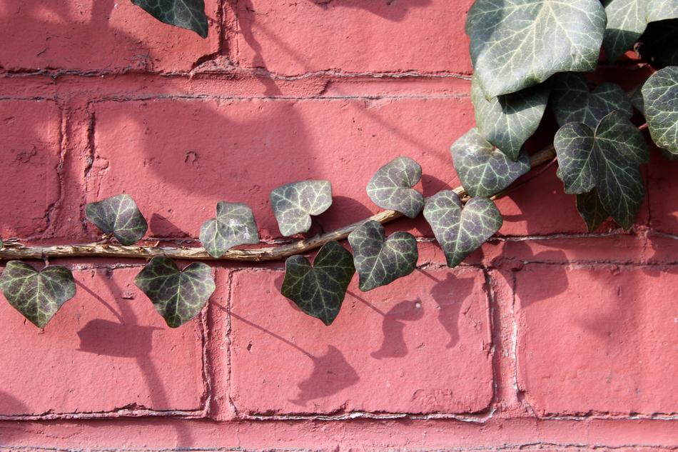 Ivy Creeper Foliage