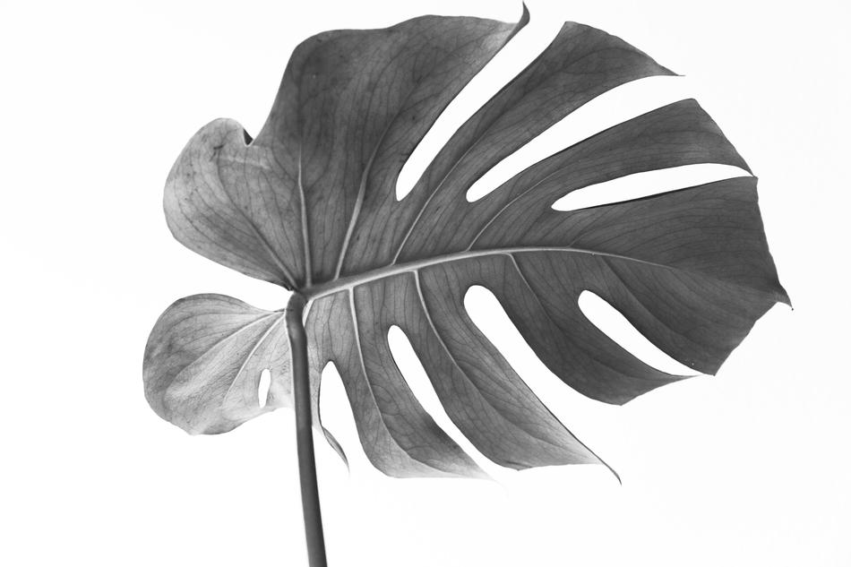 Monstera Leaf Plant