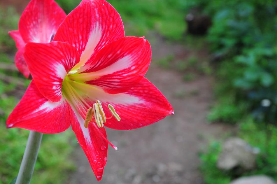 Flower Pink Flowers Spring