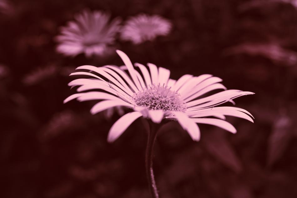 Plantain-Leaved Leopard'S Bane