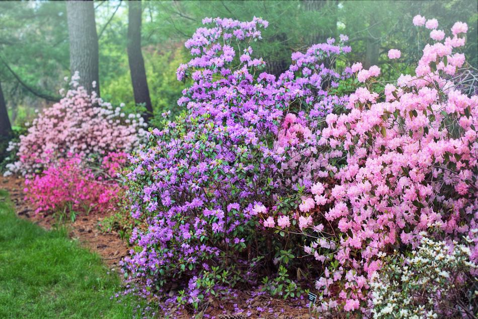 Spring Flowering Trees Purple