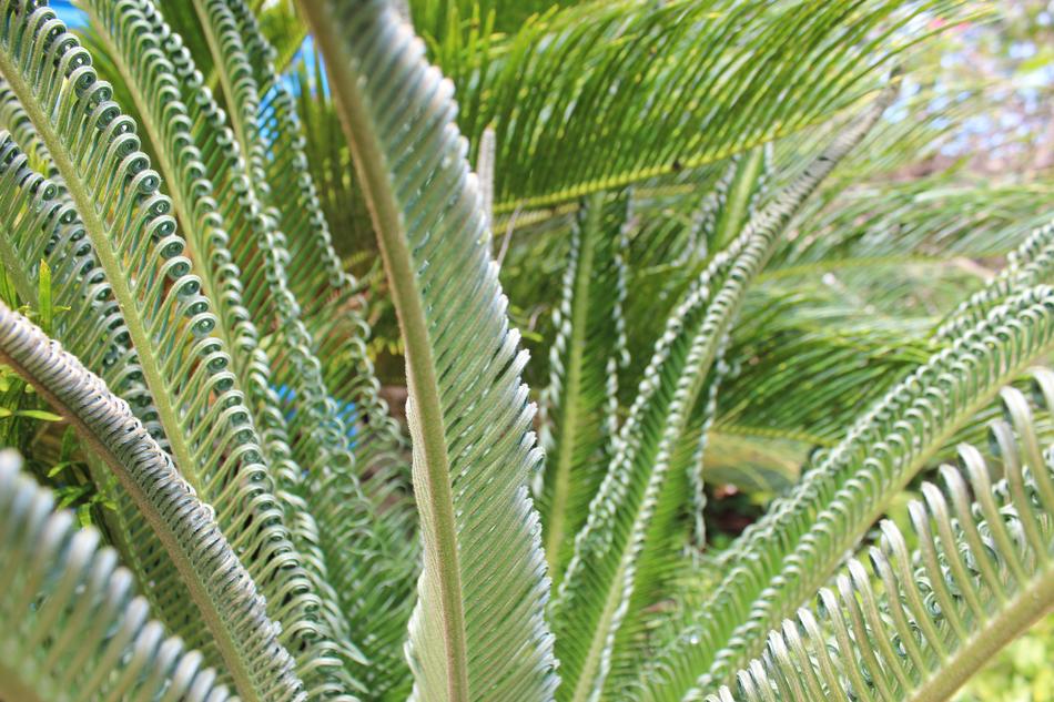 Fern Nature Tropical